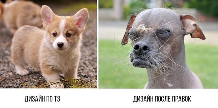 Прикольные картинки. Вечерний выпуск (54 фото)