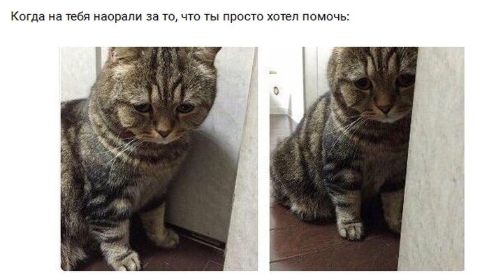 Прикольные картинки. Вечерний выпуск (54 фото)