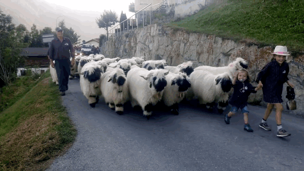 Необычные овцы (13 фото)