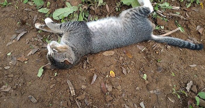 В Индонезии кошка целый год прожила у могилы хозяйки (4 фото)