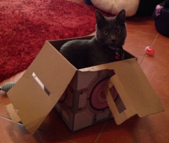 Кошки и коробки (20 фото)