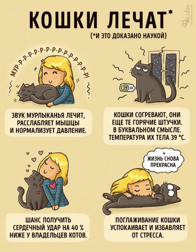 Как меняется жизнь с появлением в доме кота (20 картинок)