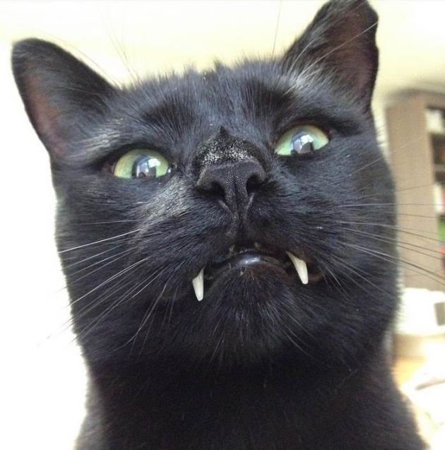 Кот-вампир с большими клыками (10 фото)