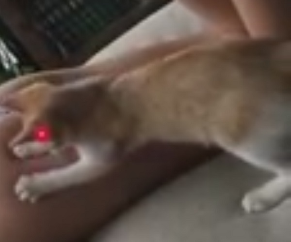 Котенок играет с лазером