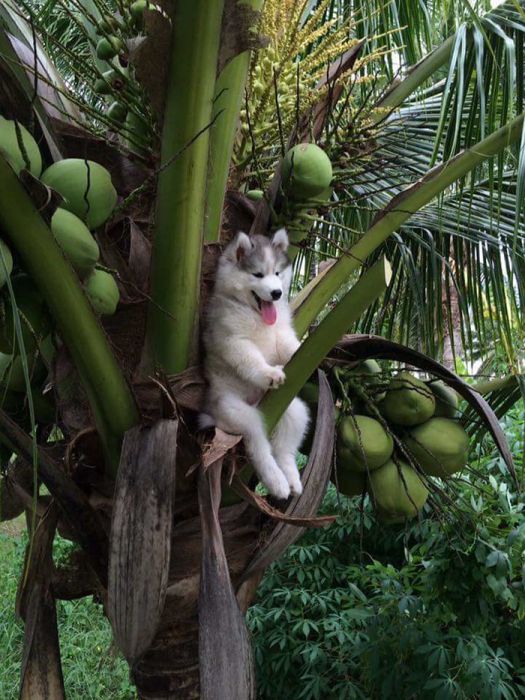 Собака на пальме стала героиней фотожаб (30 фото)