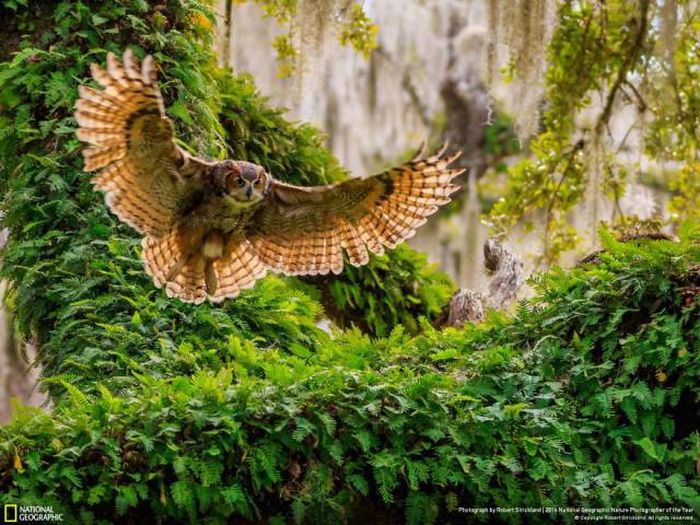 Лучшие работы фотоконкурса National Geographic Nature Photographer 2016 (49 фото)