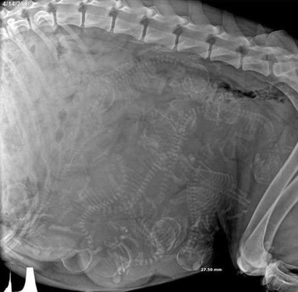 Беременные животные под рентгеном (15 фото)