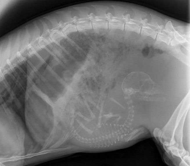 Беременные животные под рентгеном (15 фото)