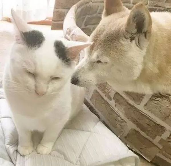 Старый пес и кот стали лучшими друзьями (16 фото)
