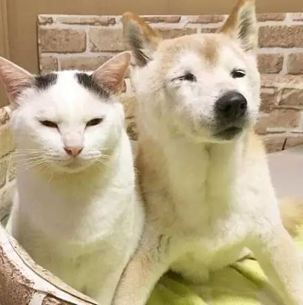 Старый пес и кот стали лучшими друзьями (16 фото)