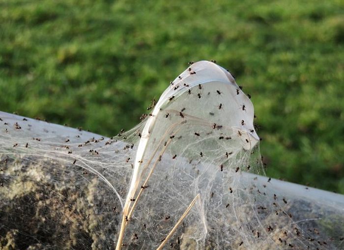 Нашествие пауков в британской деревне (8 фото)