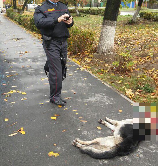 В Белоруссии милиционер воспользовался оружием, чтобы спастись от напавшей на него собаки (3 фото)