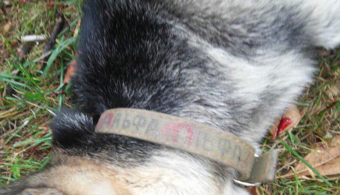 В Белоруссии милиционер воспользовался оружием, чтобы спастись от напавшей на него собаки (3 фото)