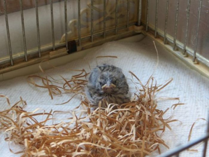 Cпасение выпавшего из гнезда птенца (14 фото)