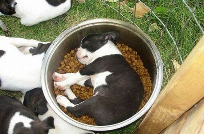 Спящие щенки  (21 фото)