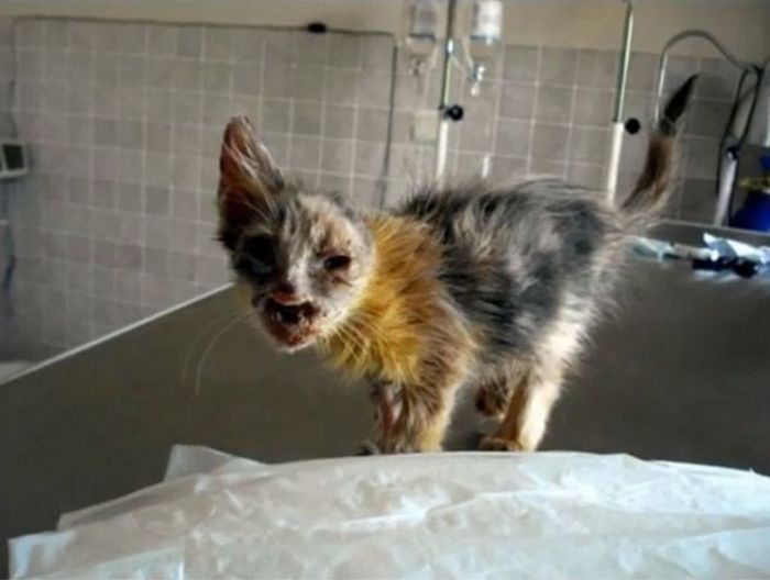 Девочка спасла от неминуемой смерти несчастного котенка (7 фото)