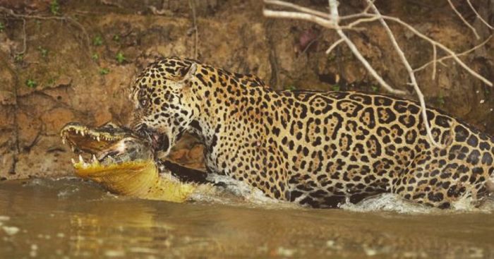 Охота ягуара на каймана шокировала капибару (7 фото + видео)