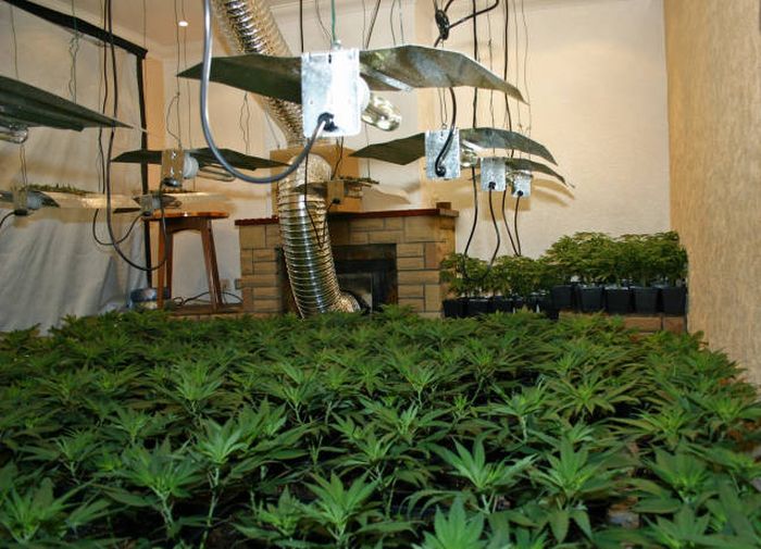 Бдительные соседи помогли обнаружить ферму по выращиванию марихуаны (9 фото)