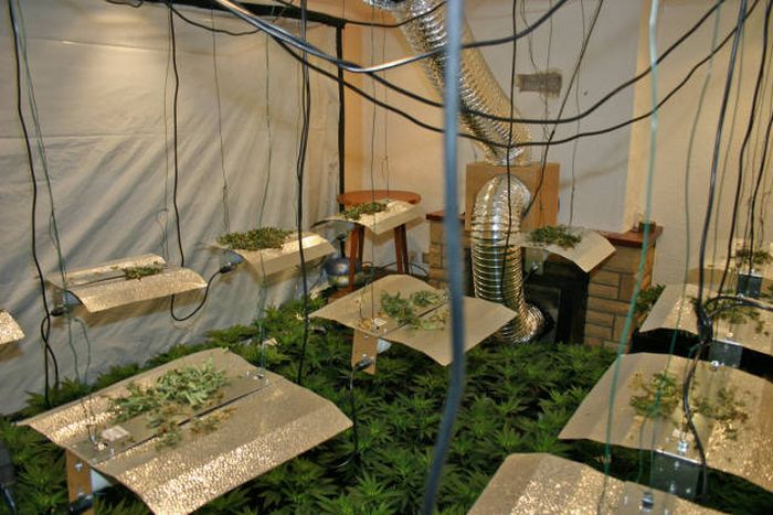 Бдительные соседи помогли обнаружить ферму по выращиванию марихуаны (9 фото)