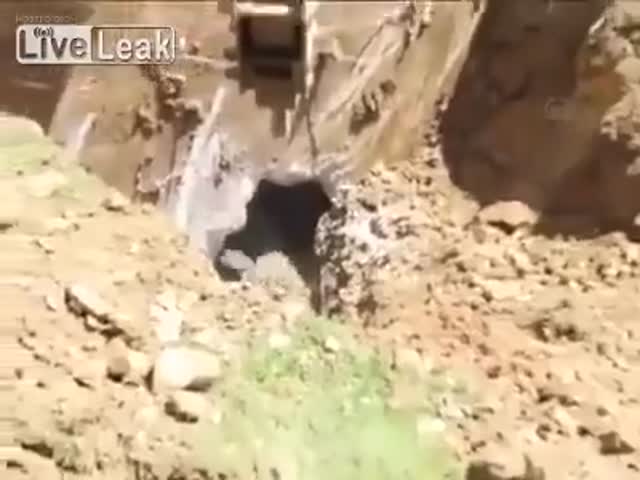 Турецкие строители напугали медведя