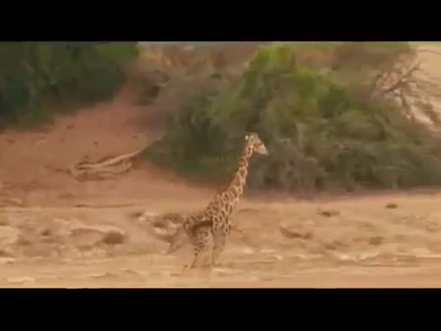 Неожиданный исход охоты львиц на жирафа