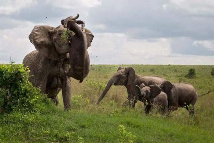 Слониха наказала буйвола (4 фото)