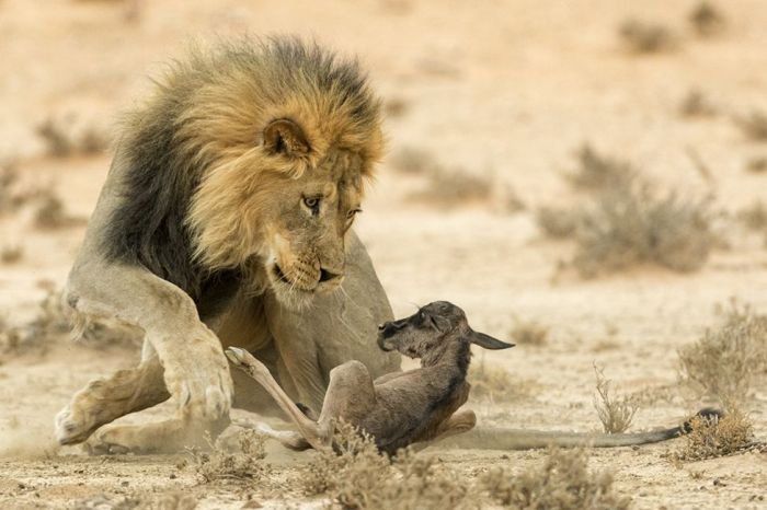 Лучшие фото дикой природы конкурса Wildlife Photographer 2016 (24 фото)
