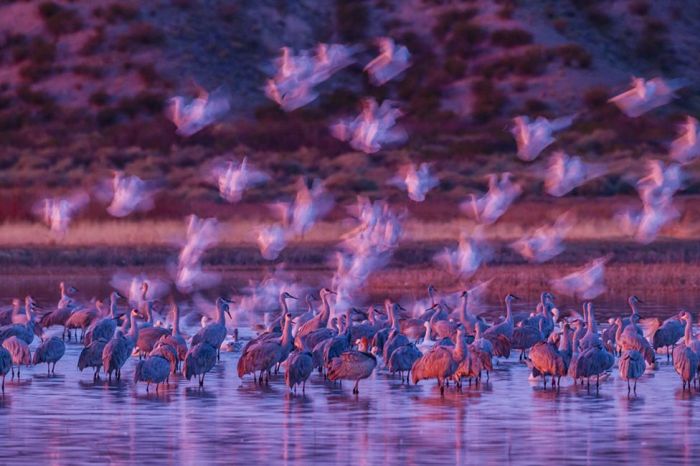 Лучшие фото дикой природы конкурса Wildlife Photographer 2016 (24 фото)