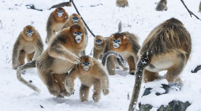 Лучшие фото дикой природы конкурса Wildlife Photographer 2016 (24 фото)