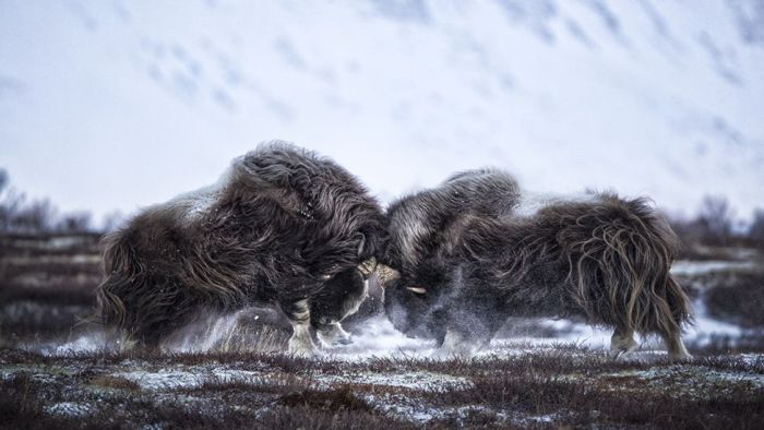 Лучшие фото дикой природы конкурса Wildlife Photographer 2016 (24 фото)