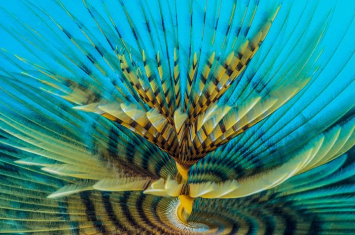 Лучшие фото дикой природы конкурса Wildlife Photographer 2016 (24 фото)