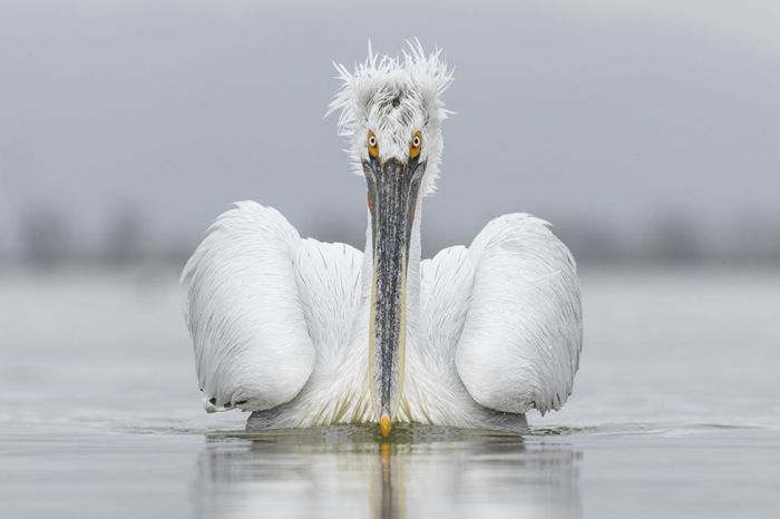 Лучшие фото дикой природы конкурса Wildlife Photographer 2016 (24 фото)