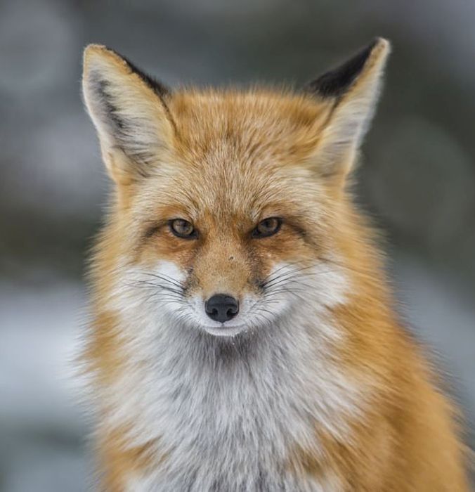 Лучшие фото дикой природы конкурса Wildlife Photographer 2016 (24 фото)