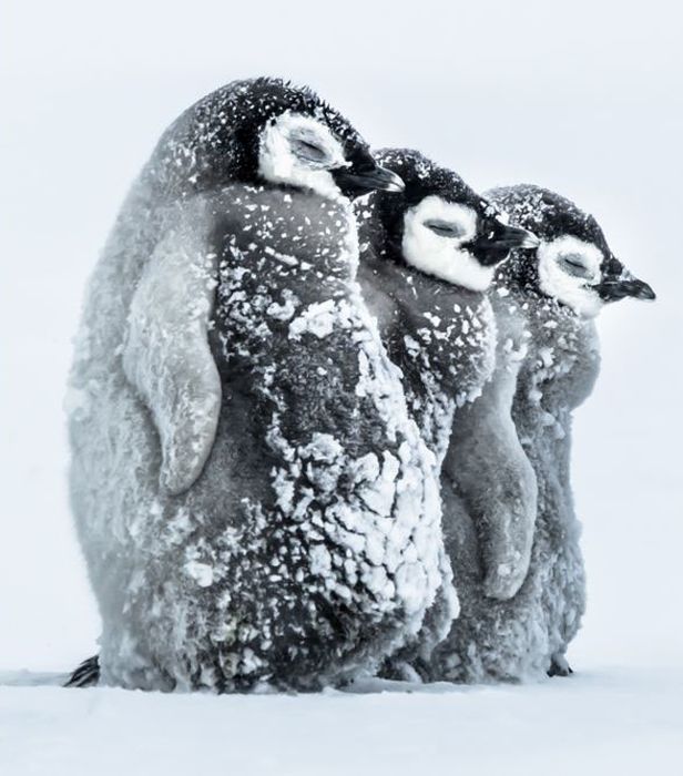 Лучшие фото дикой природы конкурса Wildlife Photographer 2016 (24 фото)