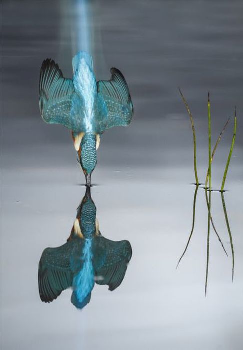 Лучшие фото дикой природы конкурса Wildlife Photographer 2016 (24 фото)