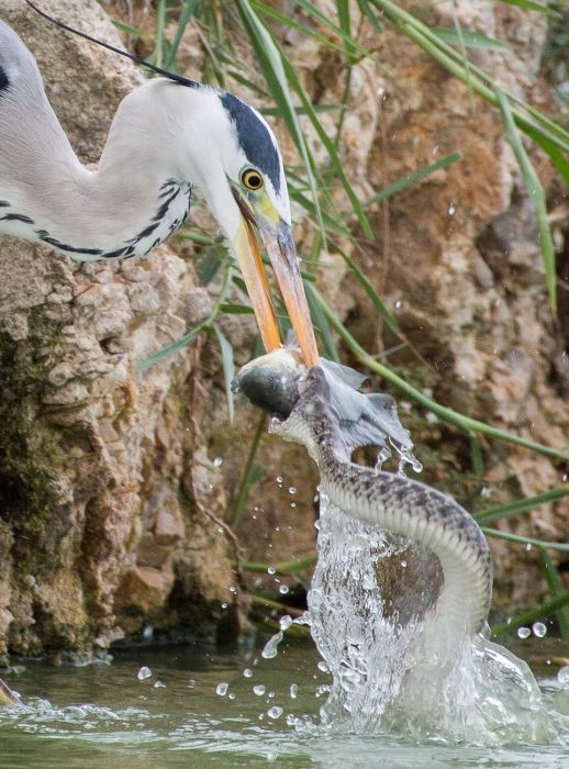 Как цапля и змея делили рыбу (9 фото)