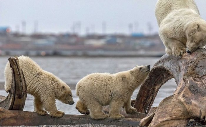 Белая медведица застряла в костях кита (6 фото)