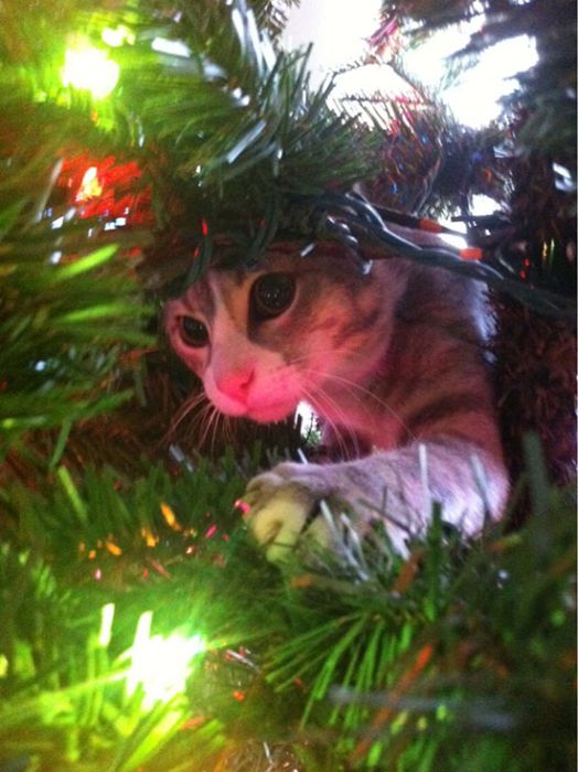 Коты на елках и под елками (22 фото)