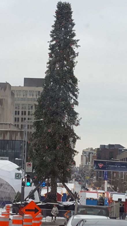 Вместо самой высокой елки в Монреале установили самую уродливую елку (5 фото)