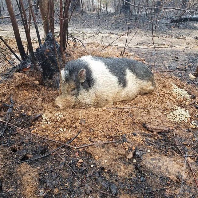 Свинья чудом пережила пожар (7 фото)