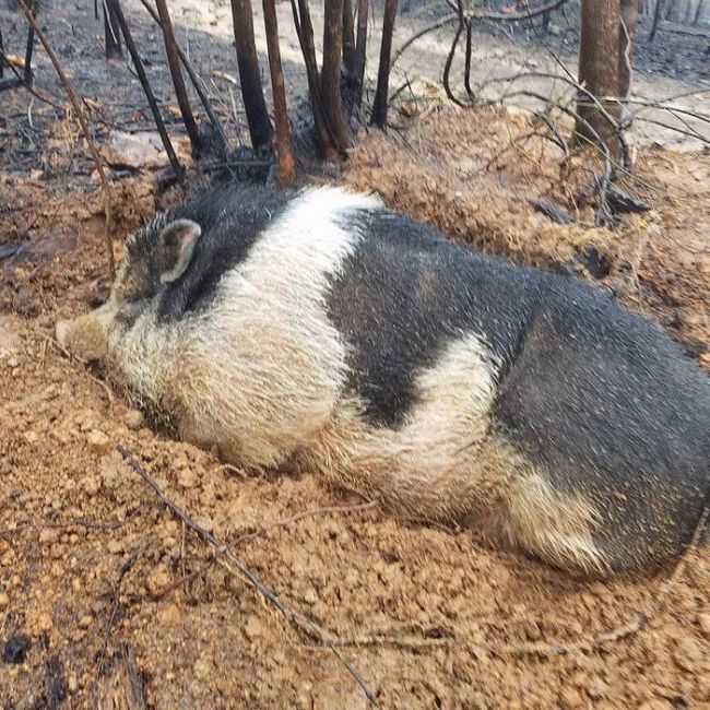 Свинья чудом пережила пожар (7 фото)