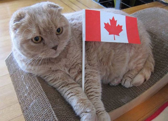 Смешные фото из Канады (42 фото)
