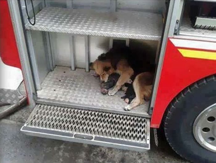 Мать спасла щенков от огня (4 фото)