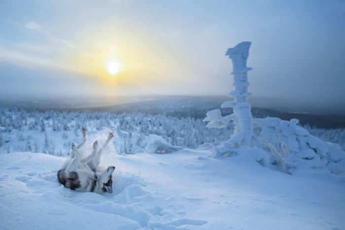 Сказочная красота зимней Лапландии (35 фото)