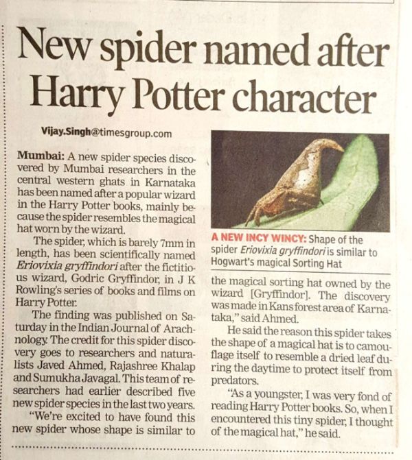 Новый вид пауков назвали в честь Распределяющей шляпы из «Гарри Поттера» (3 фото)