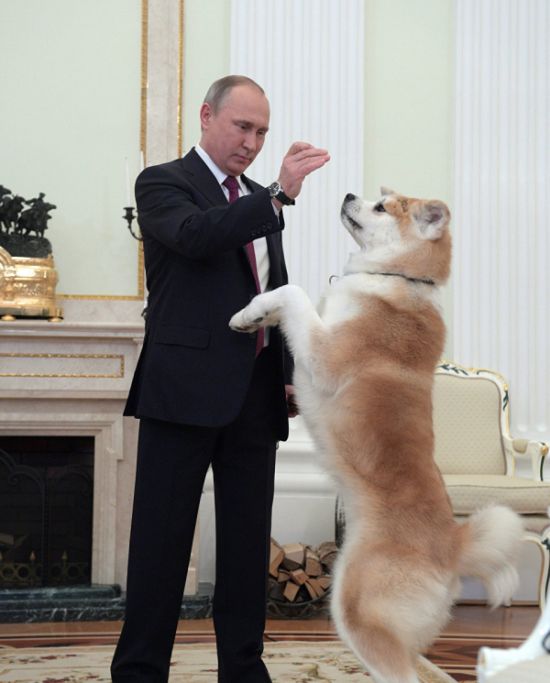Путин показал японским журналистам подаренную ему собаку по кличке Юмэ (3 фото)
