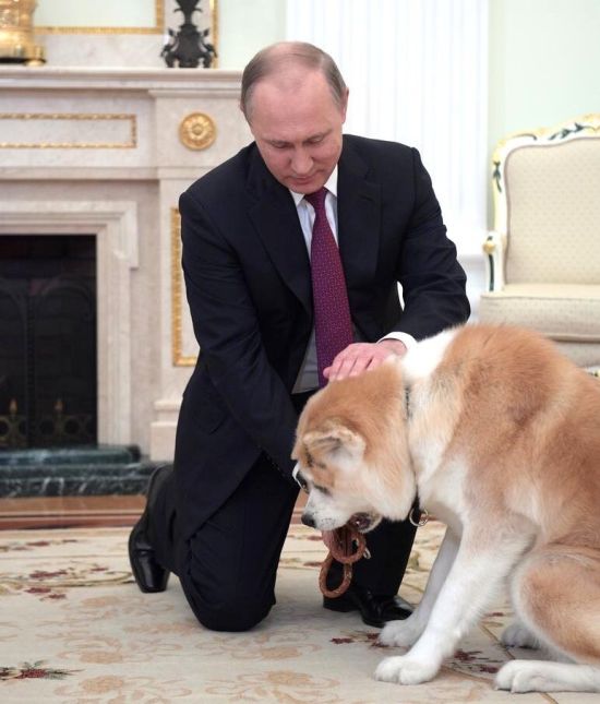 Путин показал японским журналистам подаренную ему собаку по кличке Юмэ (3 фото)