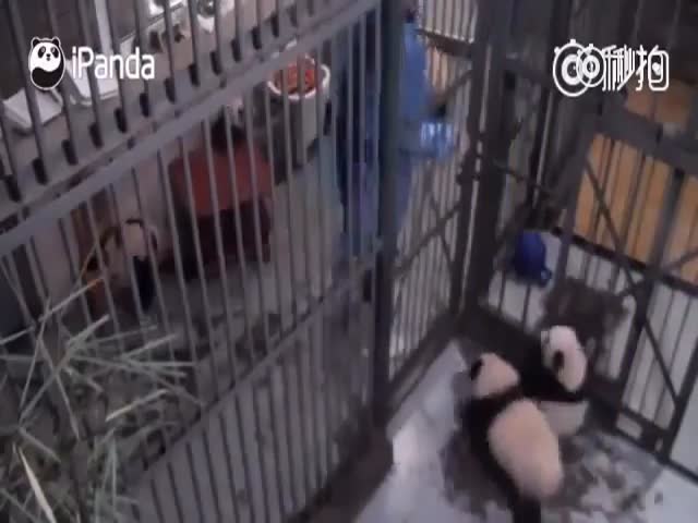 Побег детенышей панд