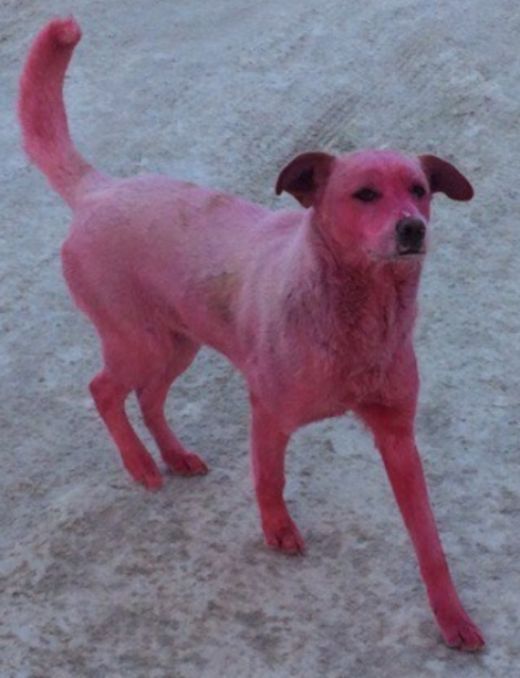 В Ижевске спасли розовую собаку (6 фото)