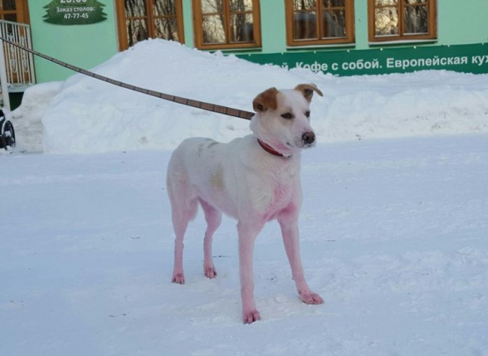 В Ижевске спасли розовую собаку (6 фото)